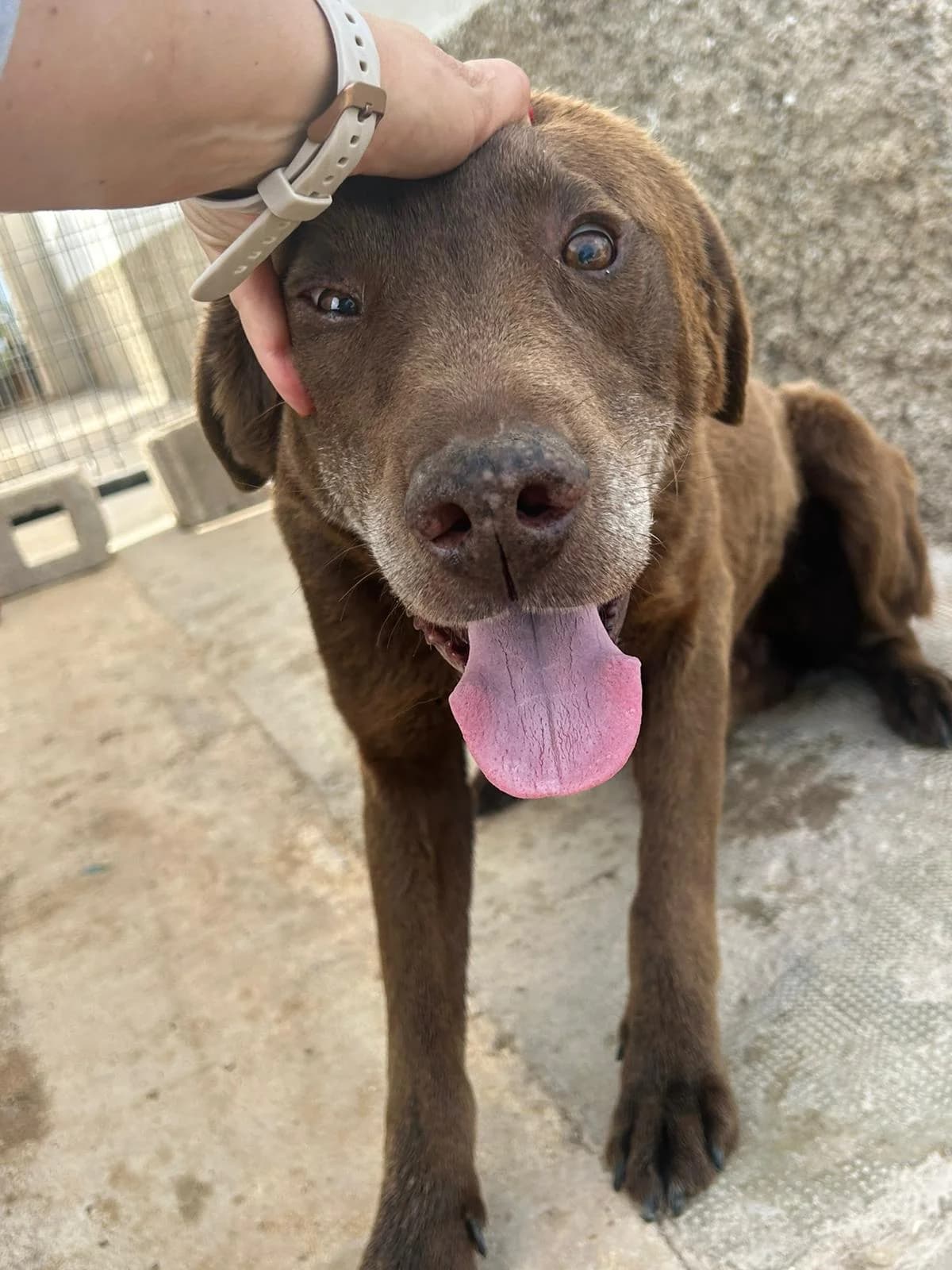 Nutella, male 7yo Labrador Retriever for adoption at Heimatlose Hunde e.V.