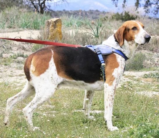Pepet, male 5yo mixed breed for adoption at Heimatlose Hunde e.V.