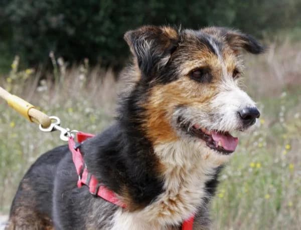 Percival, male senior mixed breed for adoption at Heimatlose Hunde e.V.