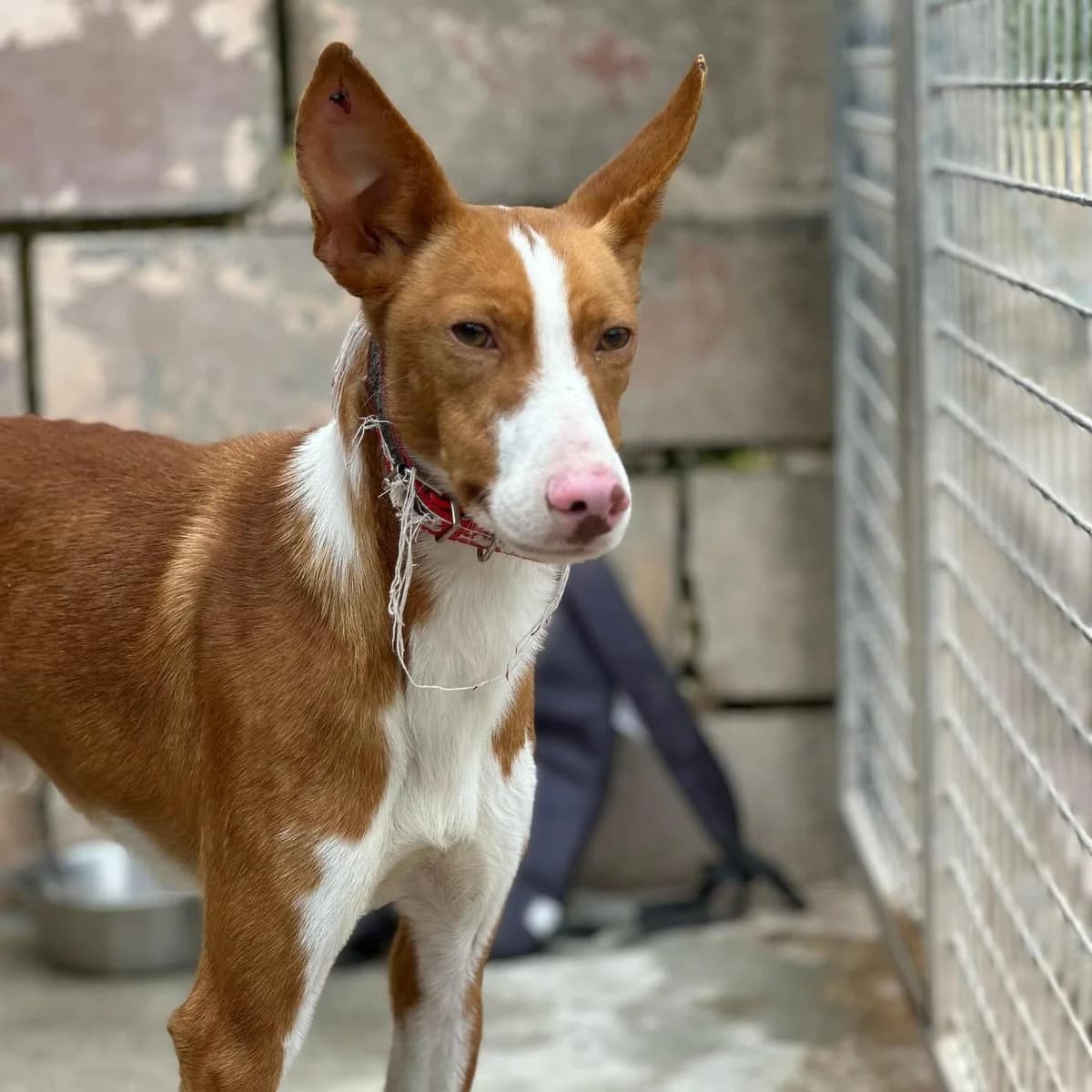 Pinocho, male young Podenco for adoption at Heimatlose Hunde e.V.