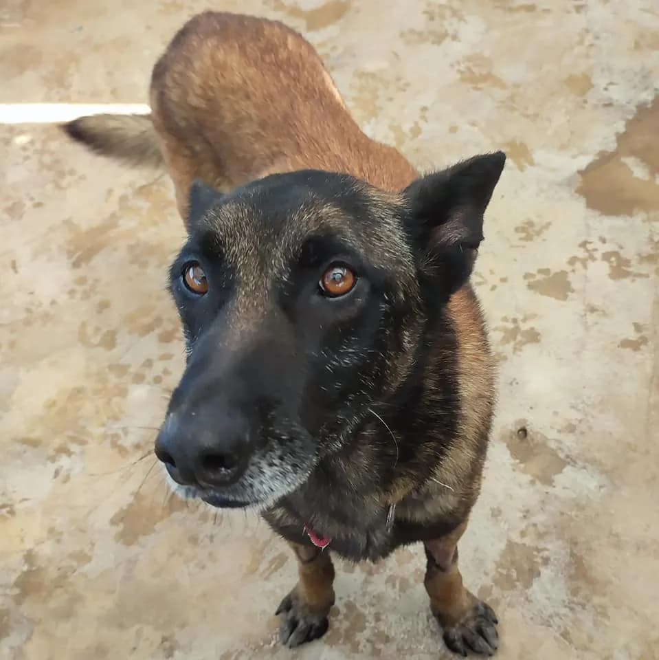 Rocky, male senior Belgian Malinois for adoption at Heimatlose Hunde e.V.