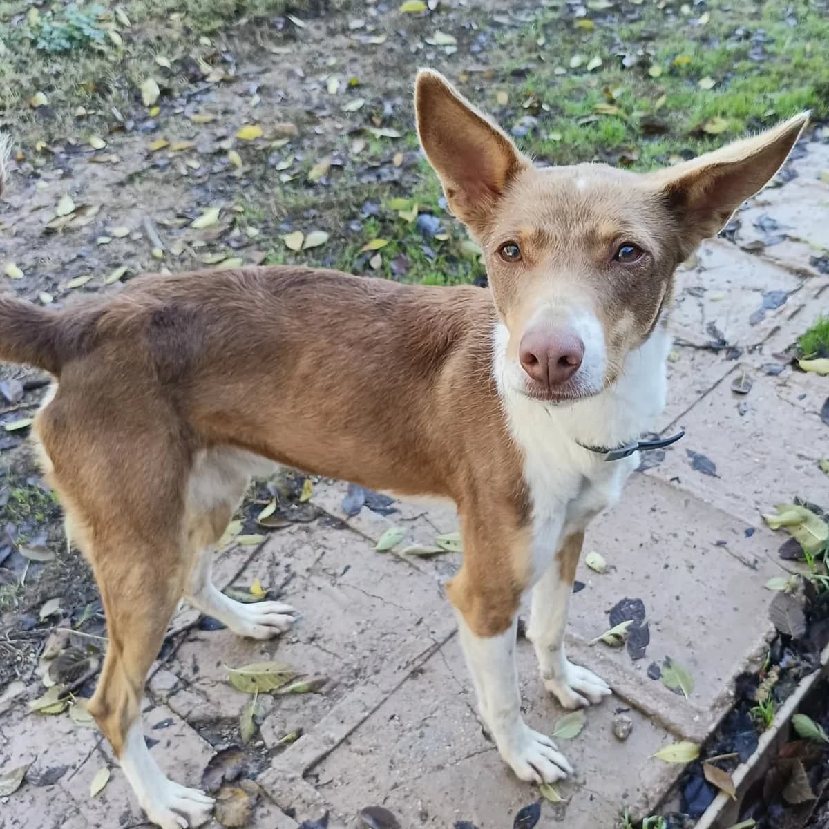 Tintin, male 3yo Podenco for adoption at Heimatlose Hunde e.V.