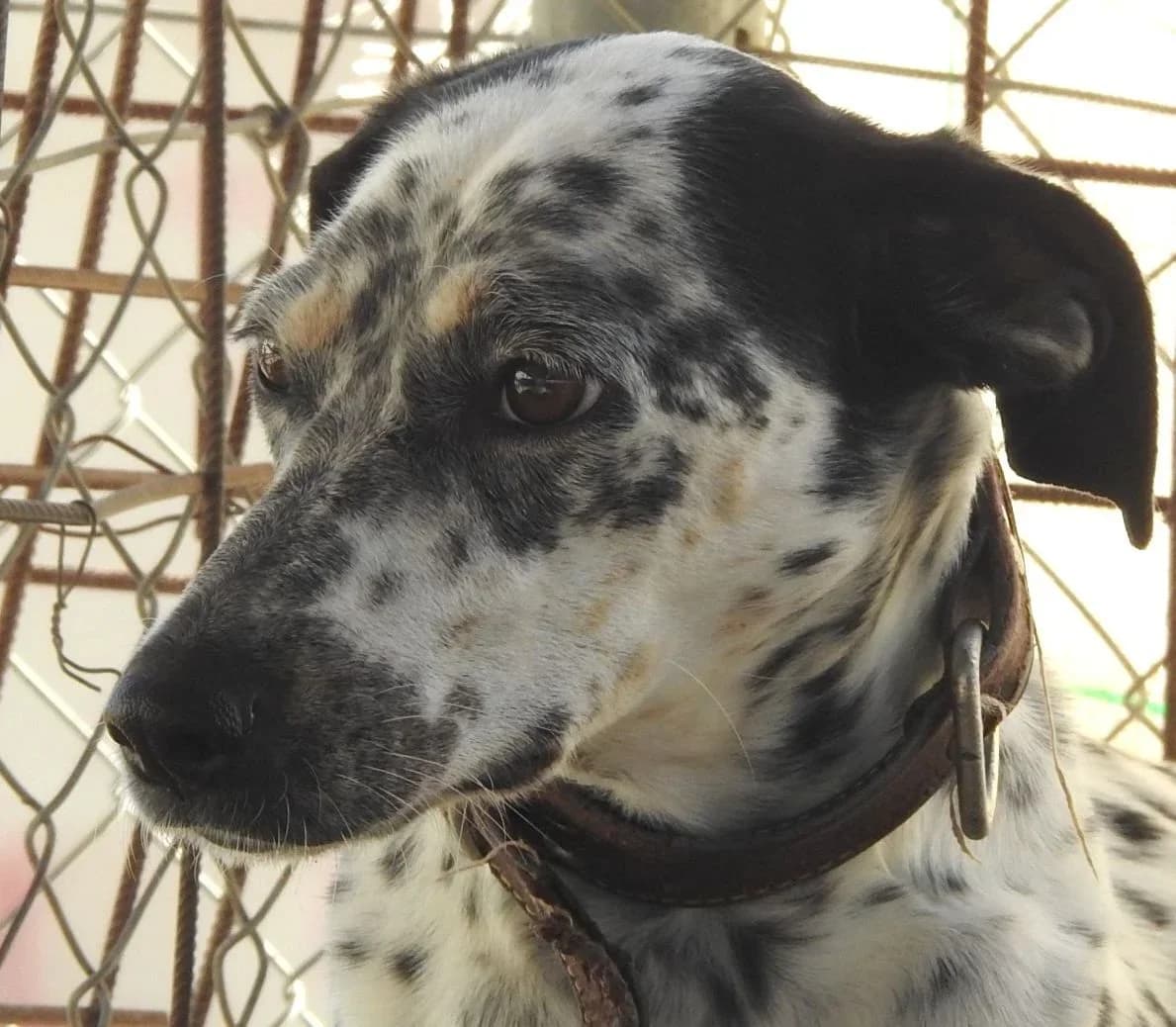 Wanda, female 4yo Mixed Breed for adoption at Heimatlose Hunde e.V.