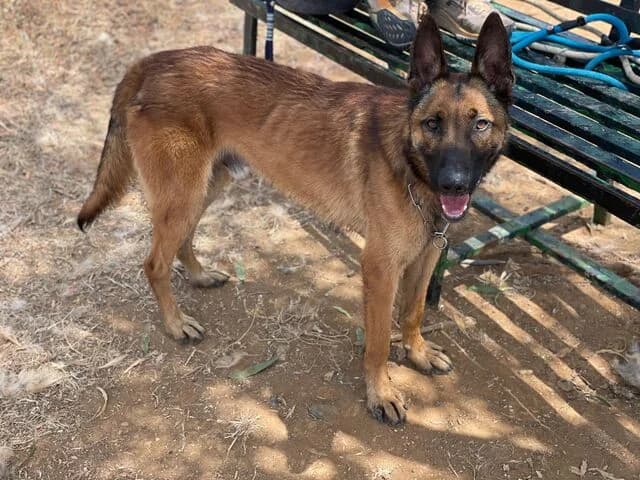 Levante, male young Belgian Malinois for adoption at Helfende Hände e.V.