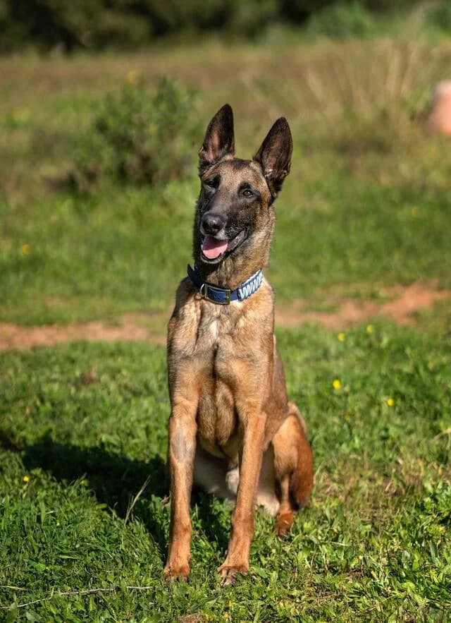 Starky, male 3yo Belgian Malinois for adoption at Helfende Hände e.V.
