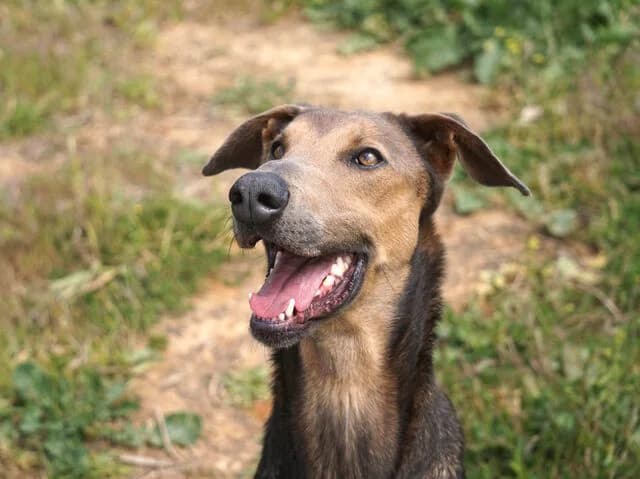 Apollo, male young Galgo Español for adoption at Helfende Hände e.V.