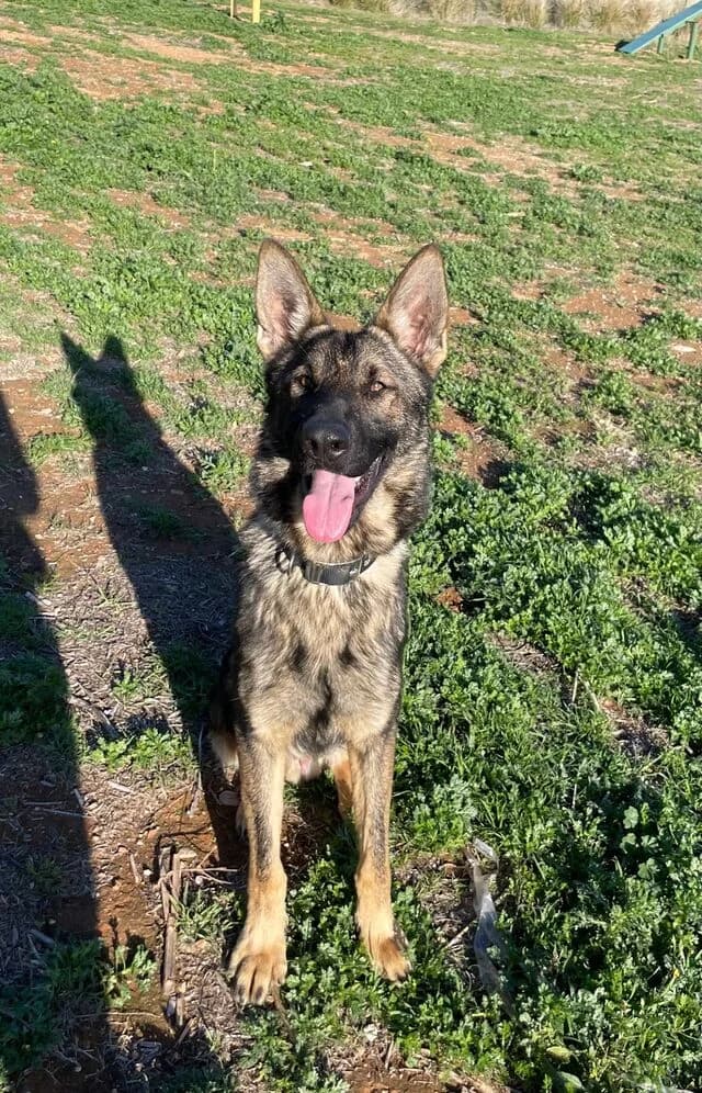Dante, male German Shepherd for adoption at Helfende Hände e.V.