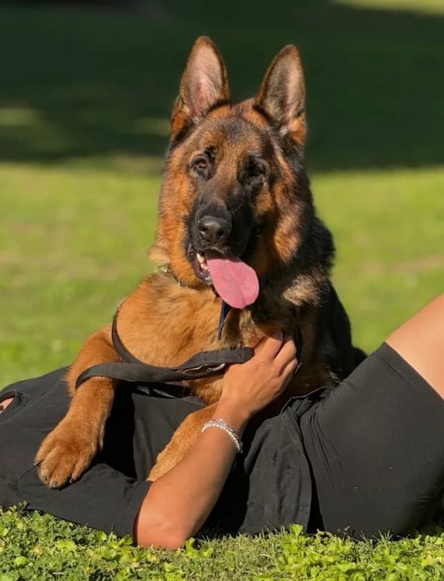 Maxim, sand male German Shepherd for adoption at Helfende Hände e.V.