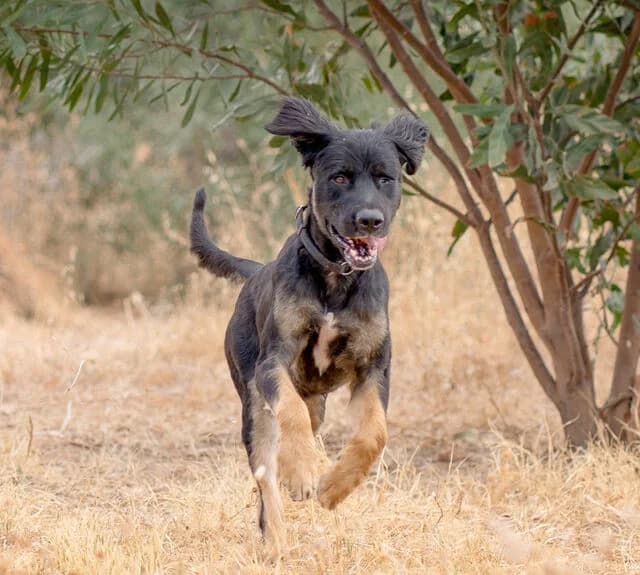 Orión, male young Mixed Breed for adoption at Helfende Hände e.V.