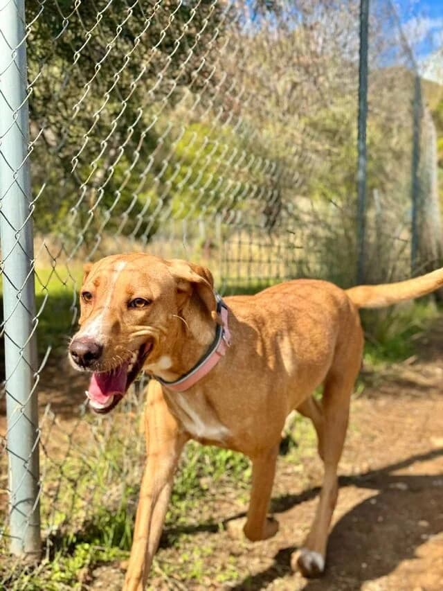 Canela, Mixed Breed (Helfende Hände e.V.)