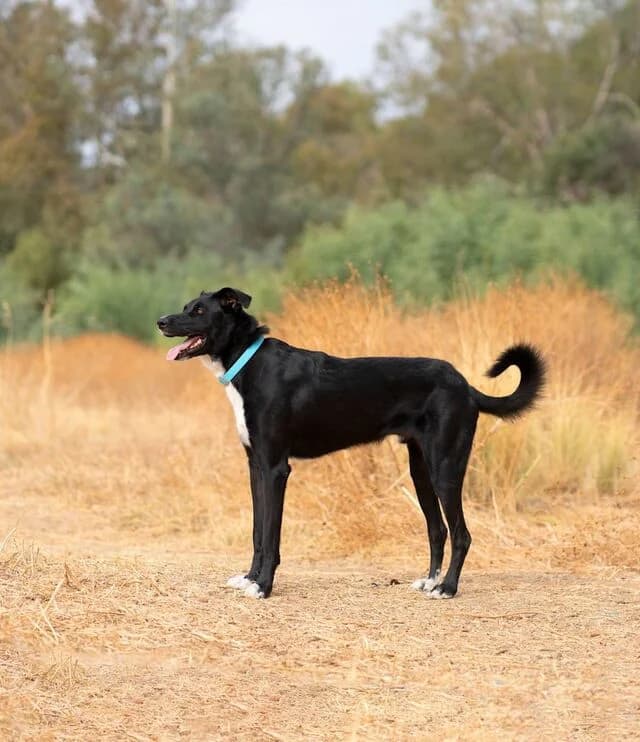 Luffy, Mixed Breed (Helfende Hände e.V.)