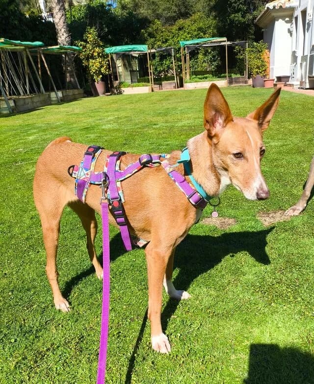 Samira, Podenco (Helfende Hände e.V.)