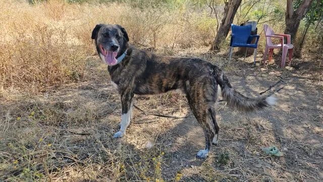 Loki, Mixed Breed (Helfende Hände e.V.)