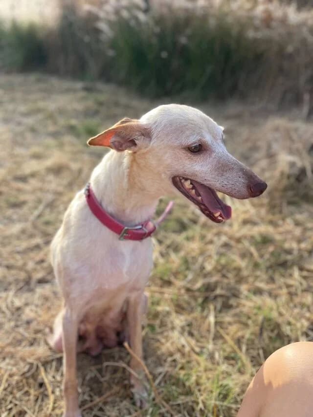 Lucia, Podenco (Helfende Hände e.V.)