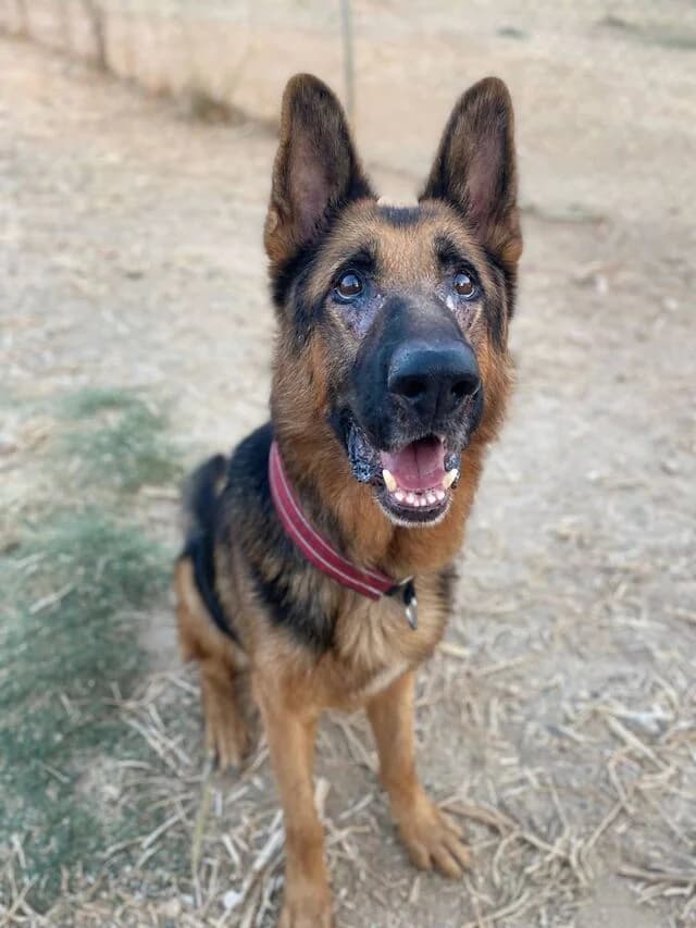 Xando, schwarz male senior German Shepherd for adoption at Helfende Hände e.V.