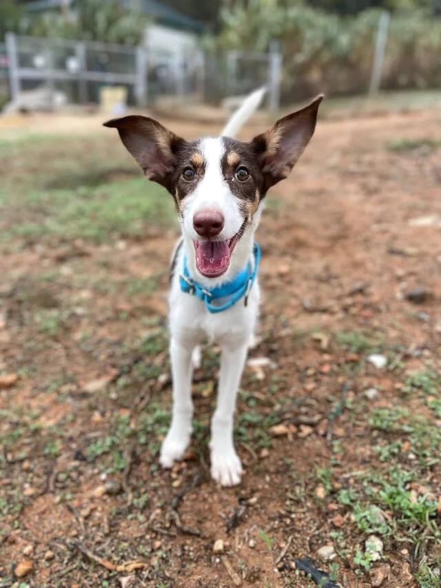 Lisa, female Podenco for adoption at Helfende Hände e.V.