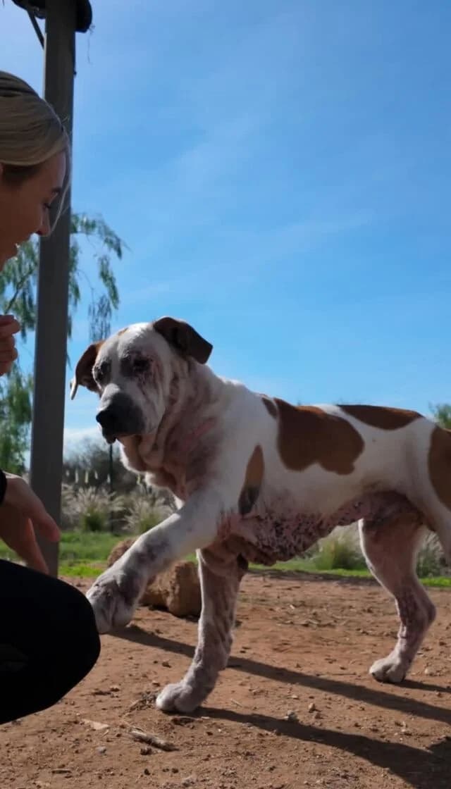 Ace, Mixed Breed (Helfende Hände e.V.)