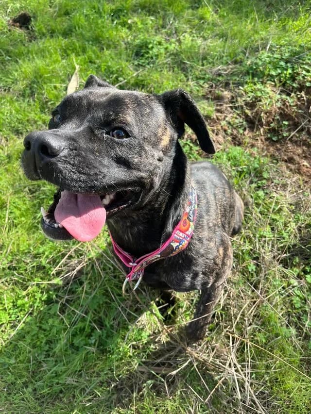 Tana, Mixed Breed (Helfende Hände e.V.)