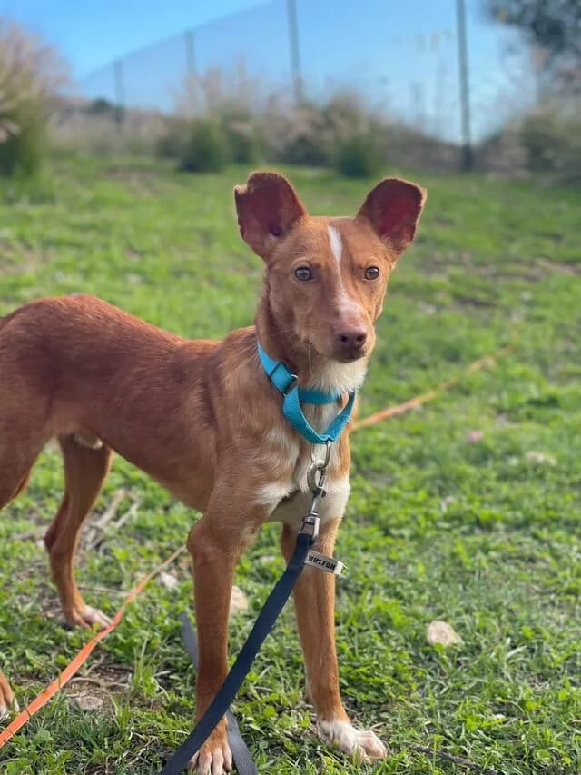 Perico, male Podenco for adoption at Helfende Hände e.V.