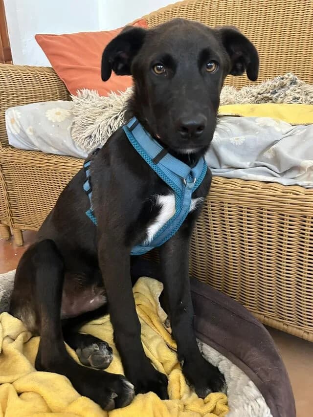 Clide, male puppy Labrador Retriever for adoption at Helfende Hände e.V.