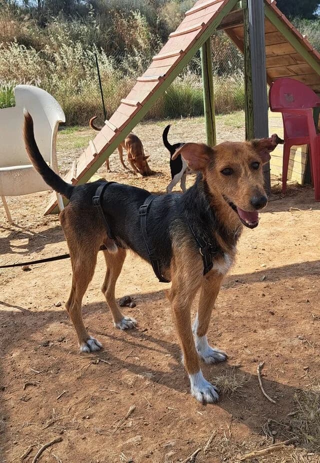 Fritzi (Yoda), male young Mixed Breed for adoption at Helfende Hände e.V.