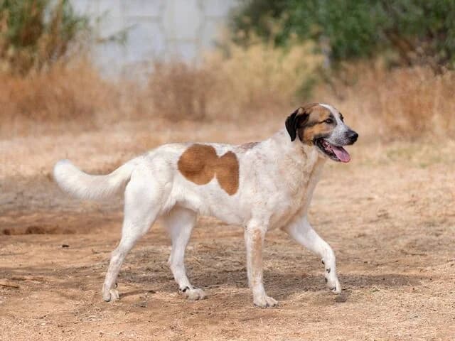 Turrón, Mixed Breed (Helfende Hände e.V.)