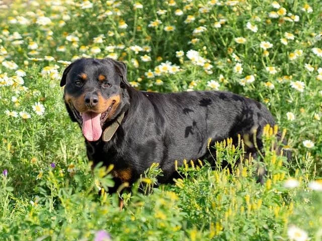 Rover, male Rottweiler for adoption at Helfende Hände e.V.
