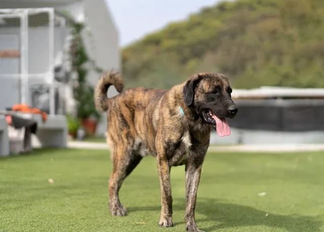 Hermés, Mixed Breed (Helfende Hände e.V.)