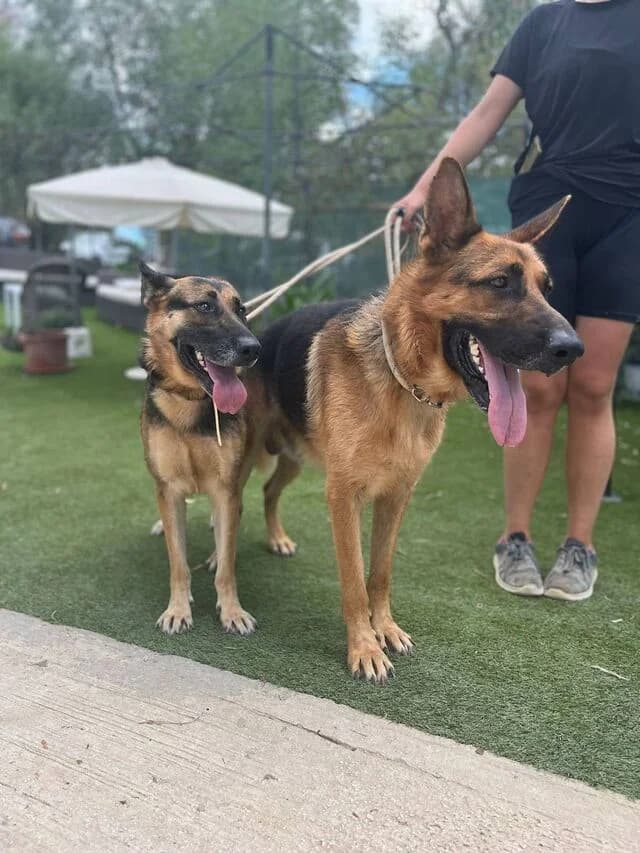 Astoria, German Shepherd (Helfende Hände e.V.)