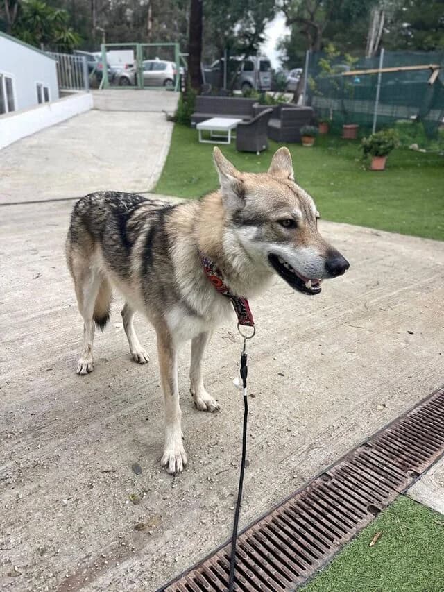 Aquiles, Mixed Breed (Helfende Hände e.V.)