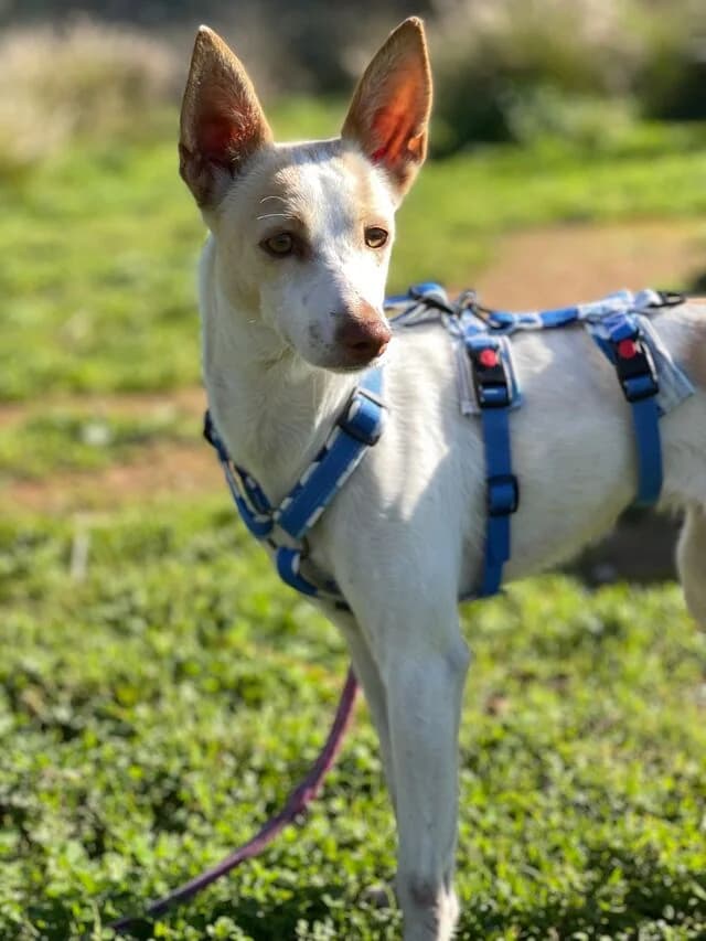 Sevanthi, female puppy Podenco for adoption at Helfende Hände e.V.