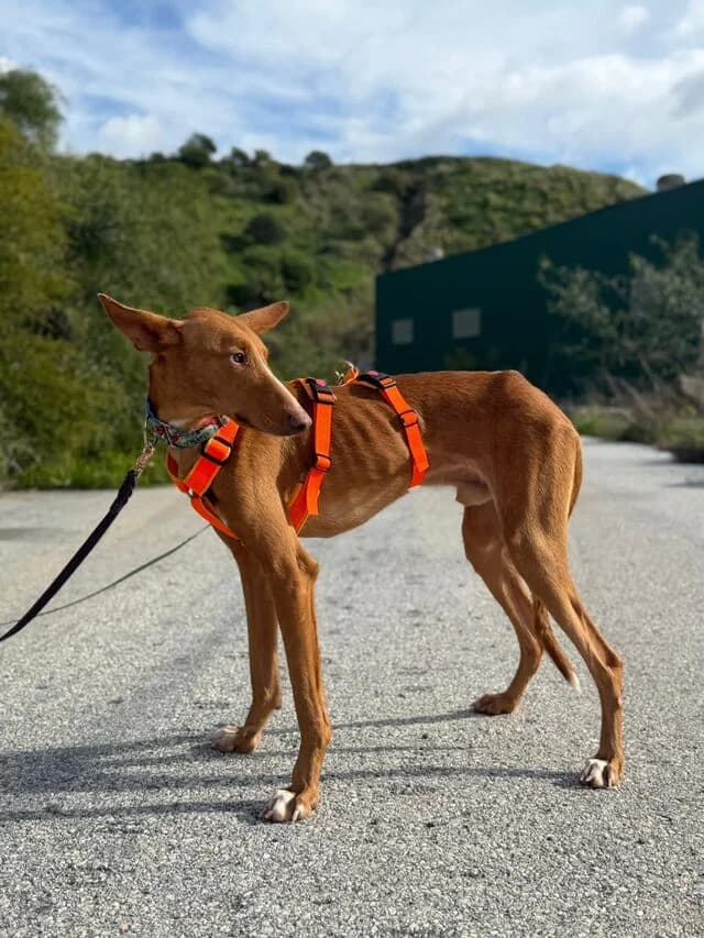 Arun, male puppy Podenco for adoption at Helfende Hände e.V.