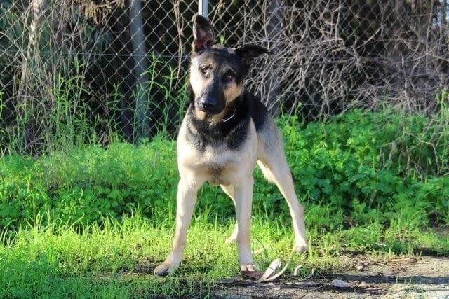 Trump, male 5yo German Shepherd for adoption at Helfende Hände e.V.