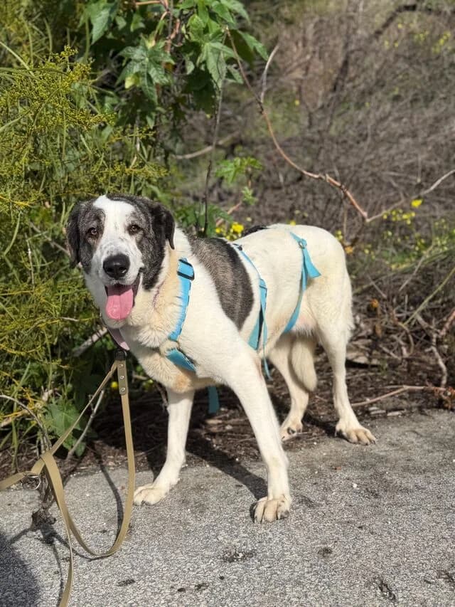 Nina, Mixed Breed (Helfende Hände e.V.)