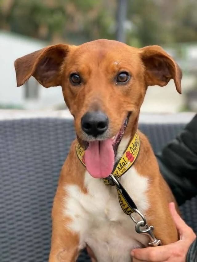 Egon, Mixed Breed (Helfende Hände e.V.)
