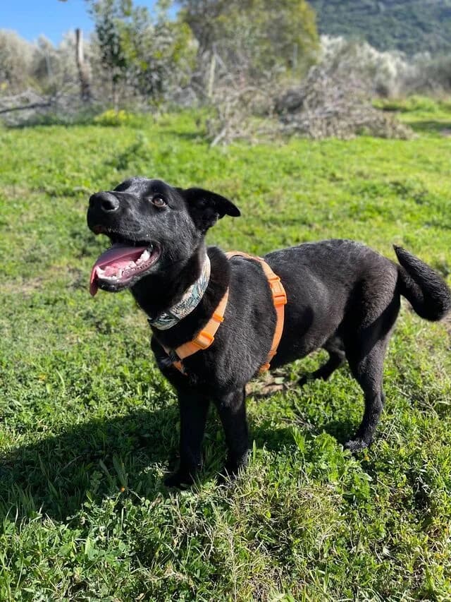 Petrie, German Shepherd (Helfende Hände e.V.)