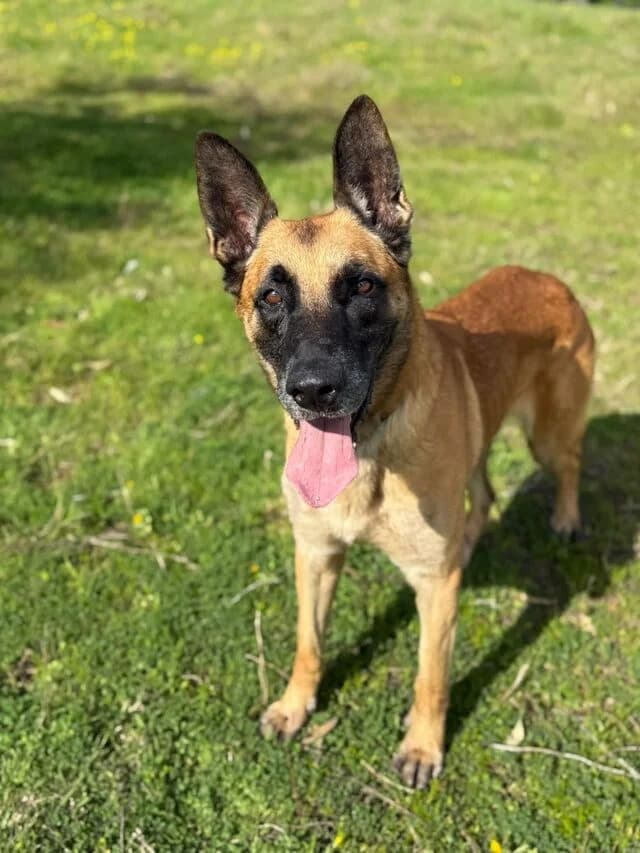 Neroni, Belgian Malinois (Helfende Hände e.V.)