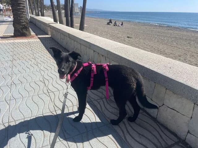 Cera, German Shepherd (Helfende Hände e.V.)
