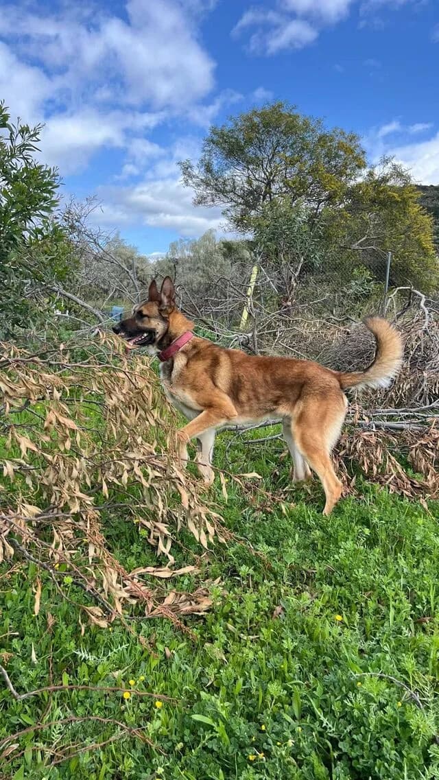 Ringo, German Shepherd (Helfende Hände e.V.)