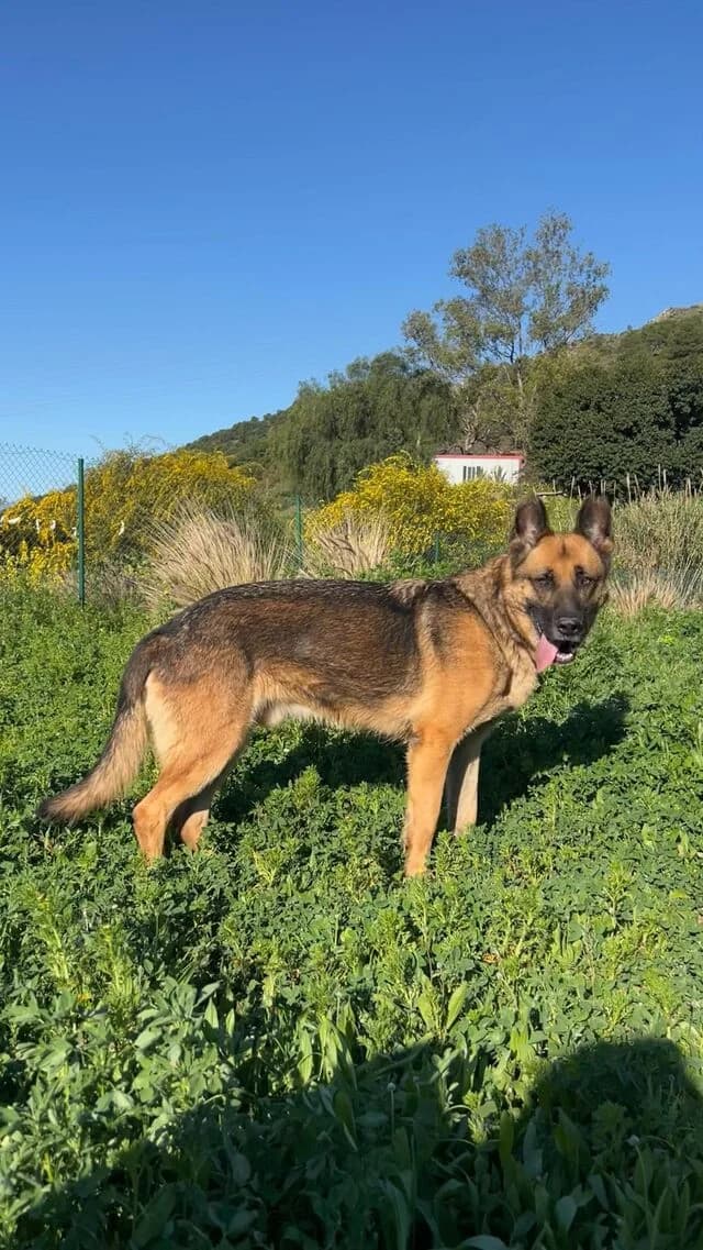 Max, German Shepherd (Helfende Hände e.V.)