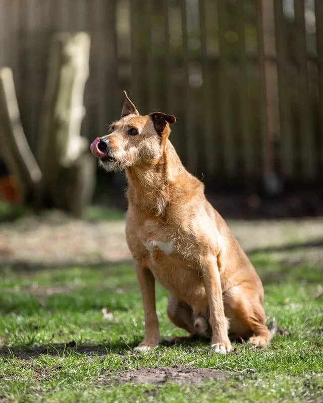 Baloo, Mixed Breed (Helfende Hände e.V.)