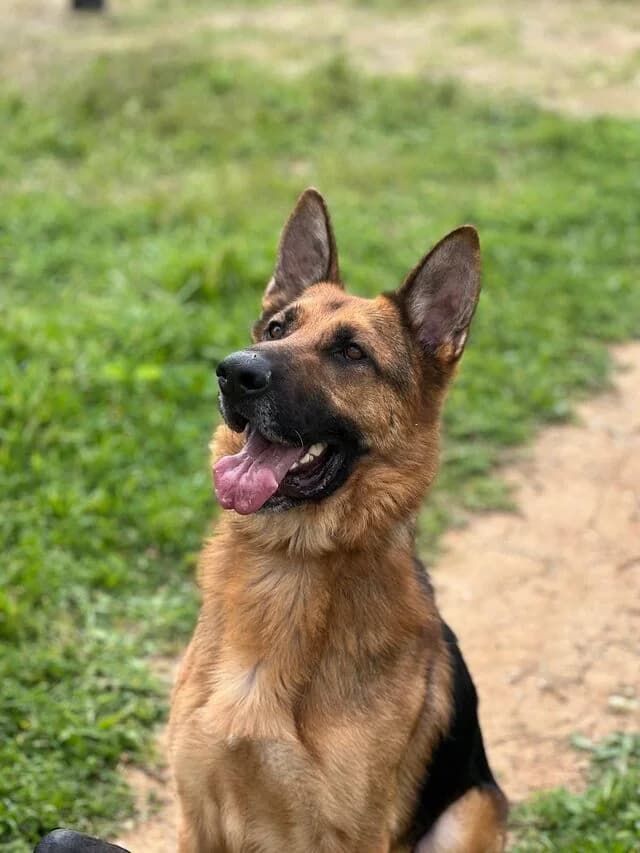 Adolfo, German Shepherd (Helfende Hände e.V.)