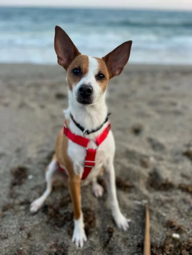 Princesa, female 6yo Podenco for adoption at Helfende Hände e.V.