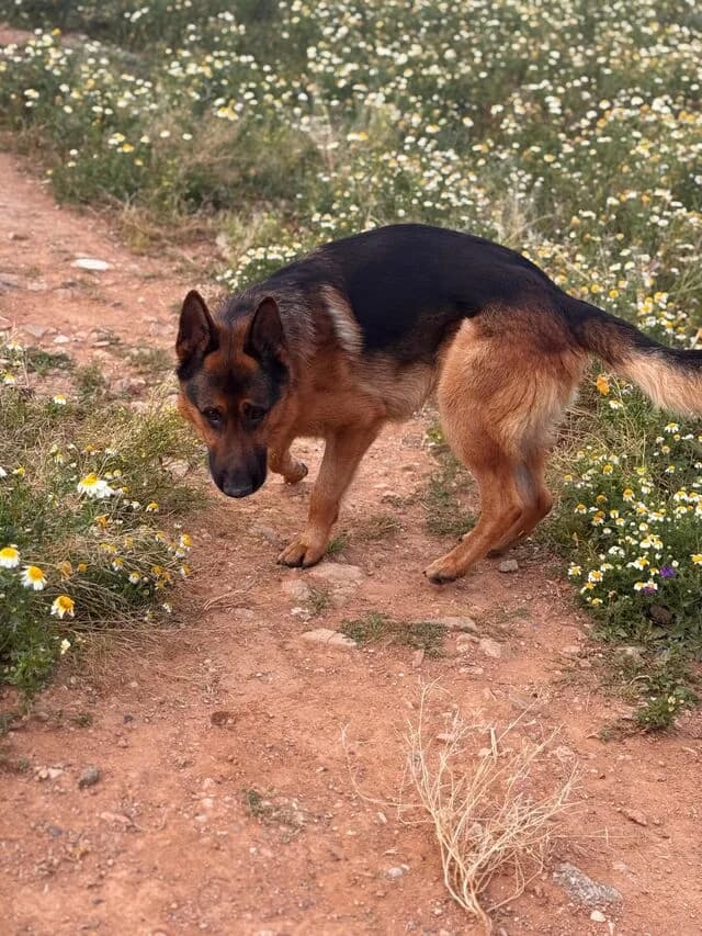 Tudor, German Shepherd (Helfende Hände e.V.)