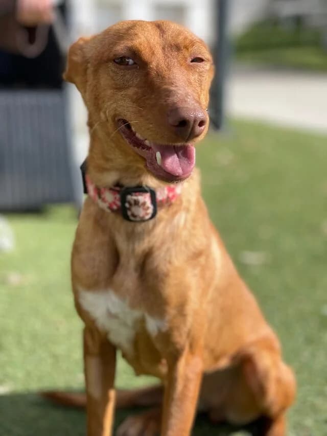 Sayuri, female puppy Podenco for adoption at Helfende Hände e.V.