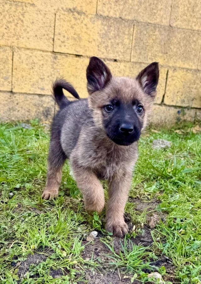 Max, Belgian Malinois (Helfende Hände e.V.)
