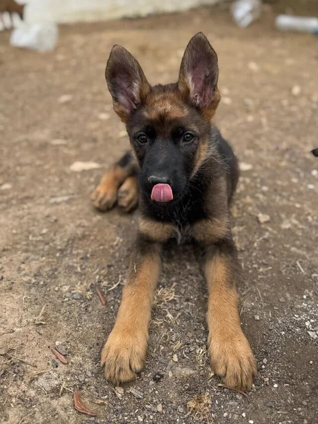 Harry, Belgian Malinois (Helfende Hände e.V.)