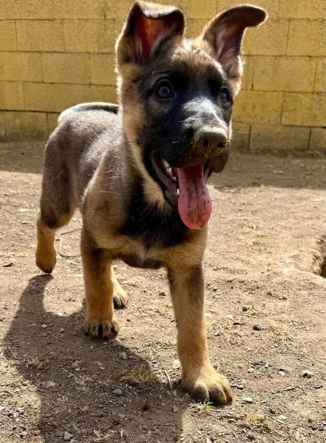 Poppy, female young Belgian Malinois for adoption at Helfende Hände e.V.