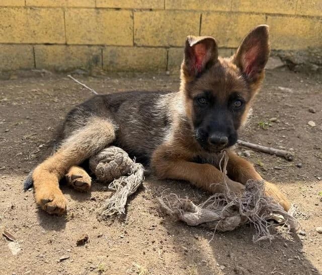 Sammy, Belgian Malinois (Helfende Hände e.V.)