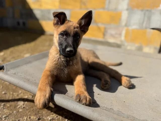Roxy, Belgian Malinois (Helfende Hände e.V.)